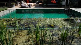 Swimming Teich mit Pflanzen im Vordergrund