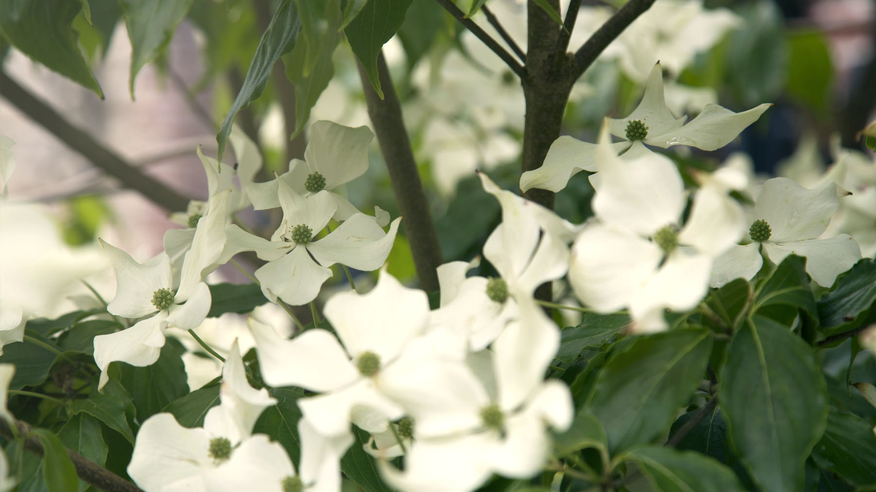 Nahaufnahme weißer Blumen in einem Garten.